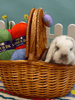 Sirdar Easter Egg Blanket Kit - Original Colorway  | Kits at Michigan Fine Yarns